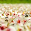 Carpet of white flowers