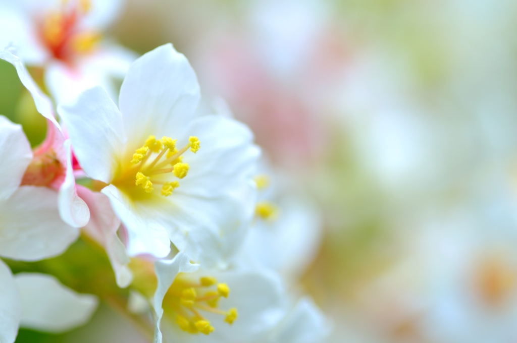 White flowers