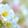 White flowers