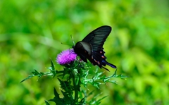 Butterfly with Milk Thistle