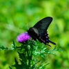 Butterfly with Milk Thistle