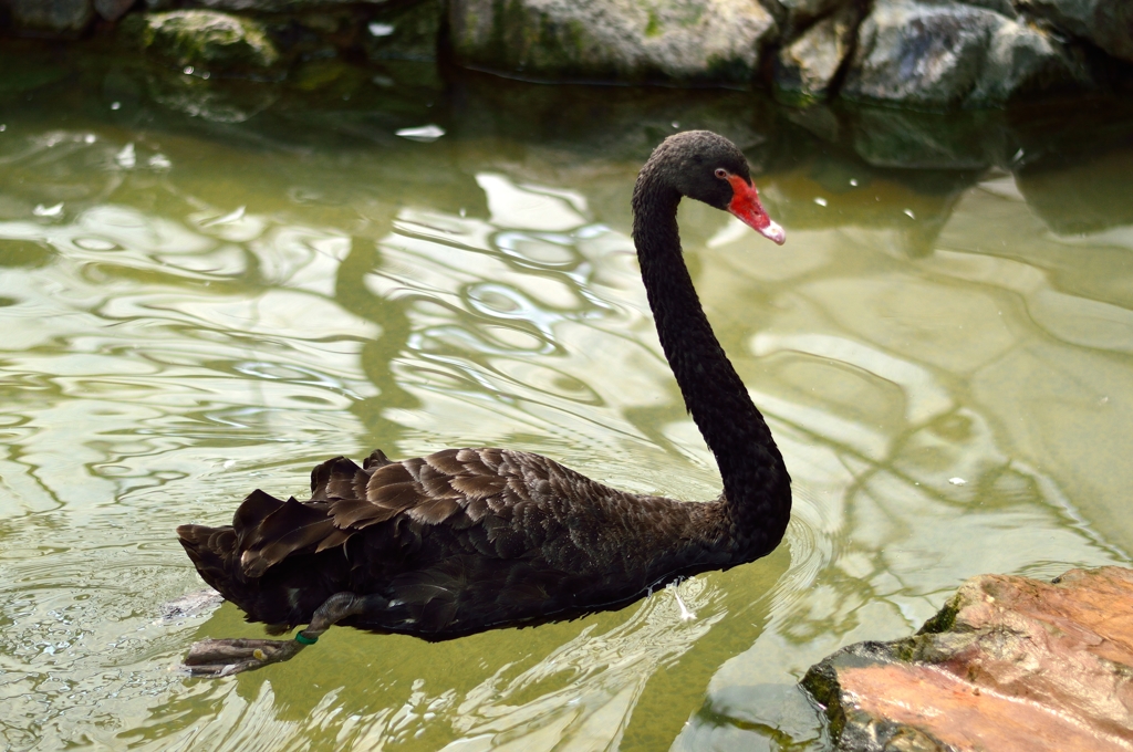 Black Swan