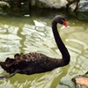 Black Swan