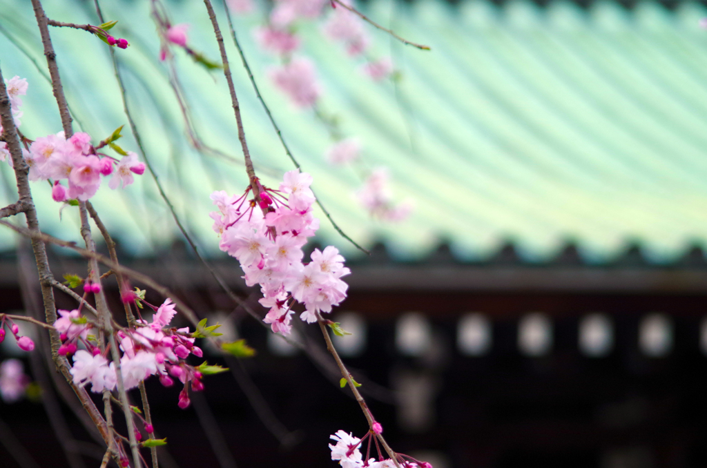 桜＠三島大社