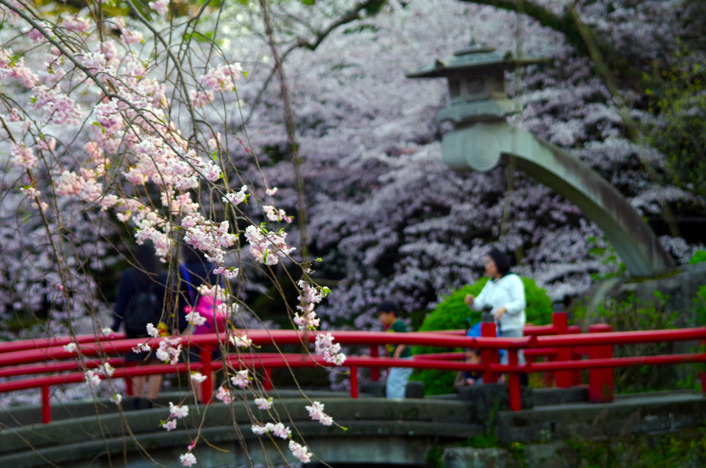 桜＠三島大社　そのに。