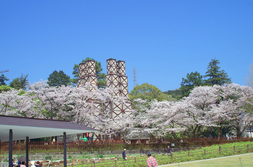 世界遺産　反射炉と桜