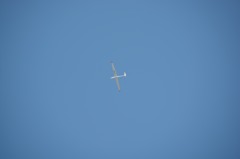 大空を優雅に舞う
