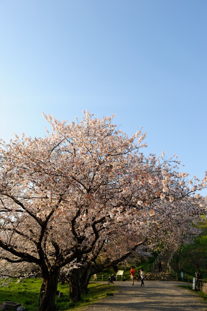 夕暮れの埼玉古墳群③
