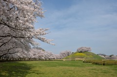 地元の桜巡り　～さきたま古墳群～①