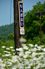 駅名標と花②