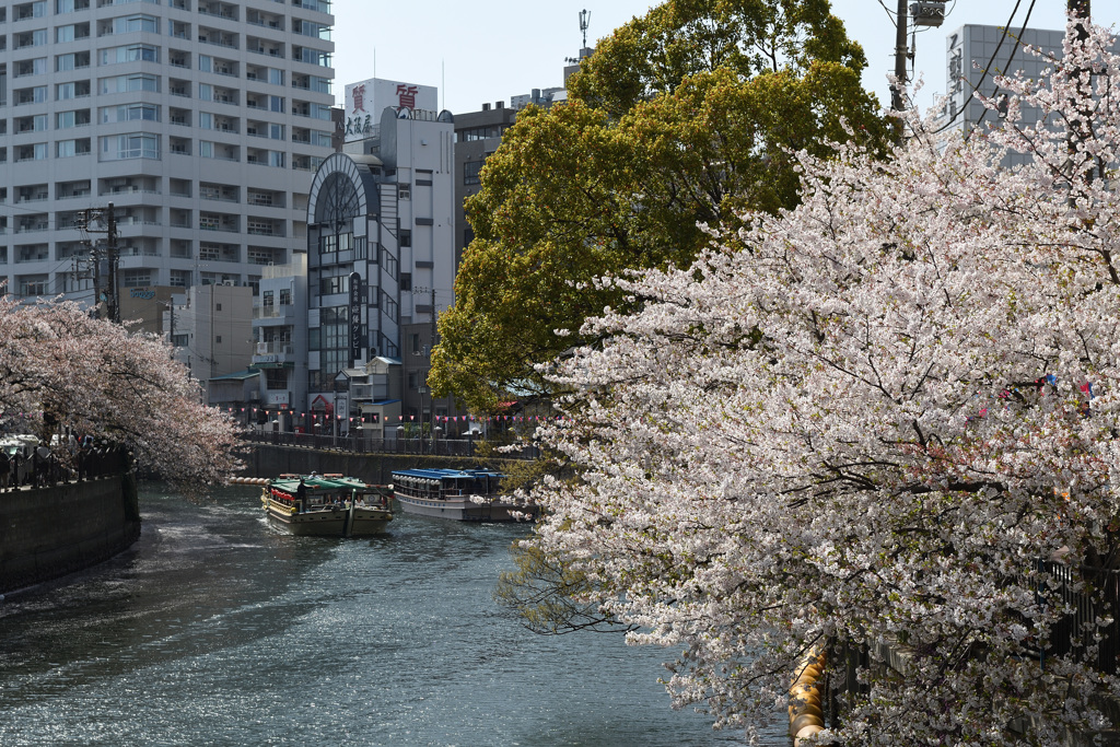 横浜桜巡り2018⑤