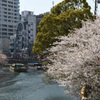 横浜桜巡り2018⑤