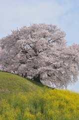 春の香り