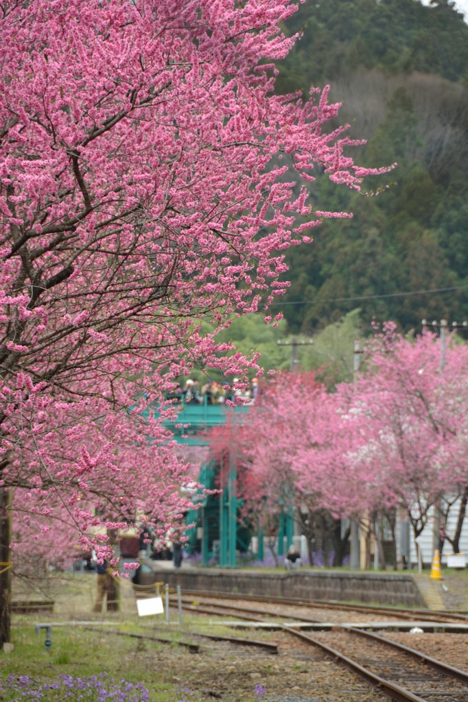花咲くわ鉄　～神戸駅～③