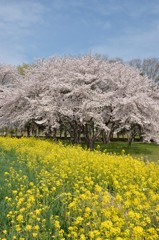 地元の桜巡り　～さきたま古墳群～④