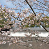 乾通りから千鳥ヶ淵へ②