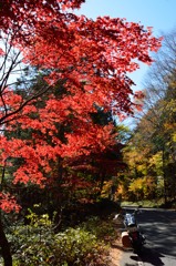 紅葉ツーリング①