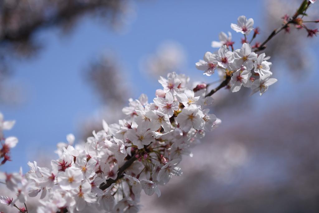 横浜桜巡り2018④