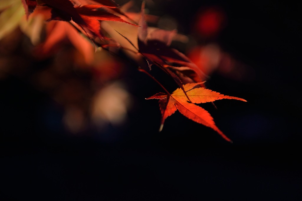 秋の色彩③