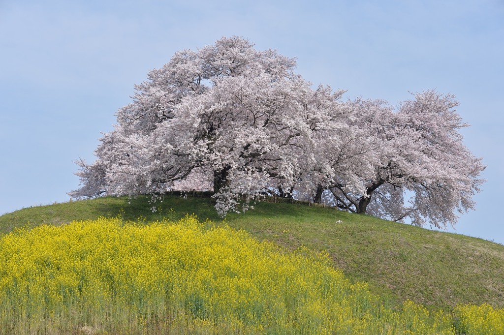 地元の桜巡り　～さきたま古墳群～②
