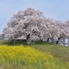 地元の桜巡り　～さきたま古墳群～②