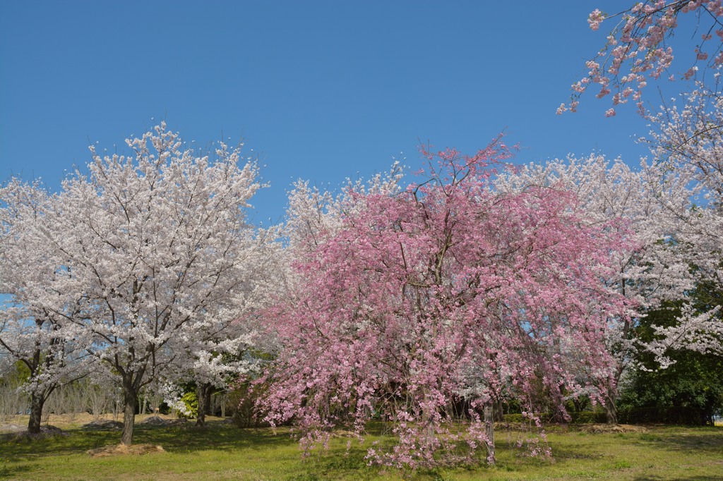 地元の桜巡り⑤