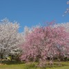 地元の桜巡り⑤