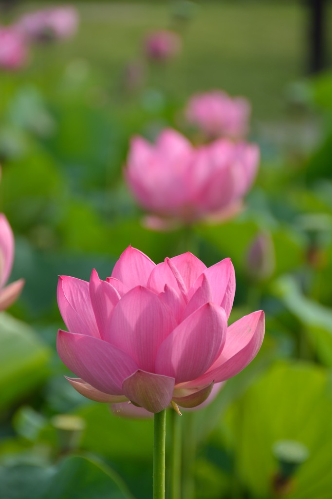 Ancient Lotus③