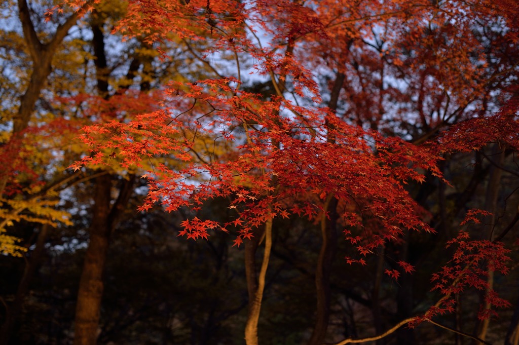 秋の色彩①