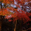 秋の色彩①
