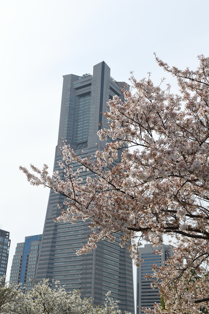 横浜桜巡り2018⑦