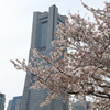 横浜桜巡り2018⑦