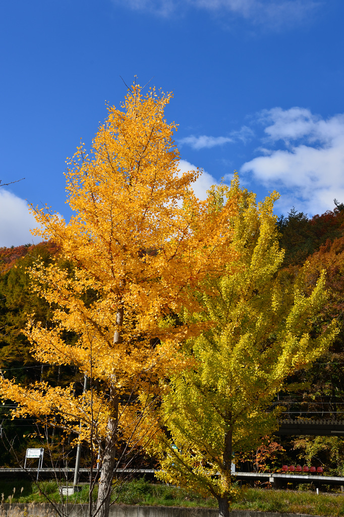 栃木紅葉④