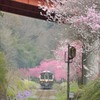 花咲くわ鉄　～神戸駅～⑤
