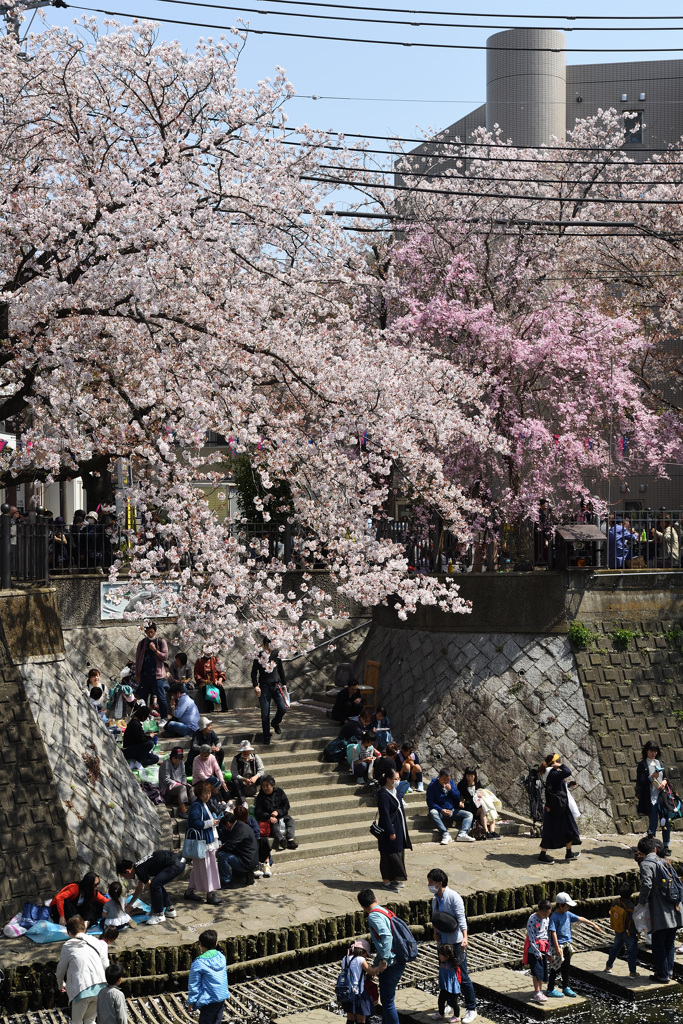 横浜桜巡り2018③