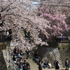 横浜桜巡り2018③
