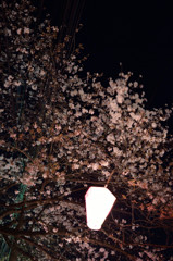 桜はまだか？②