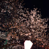 桜はまだか？②