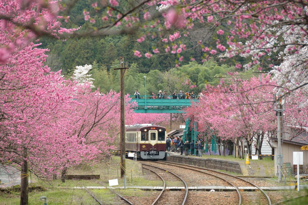 花咲くわ鉄　～神戸駅～①