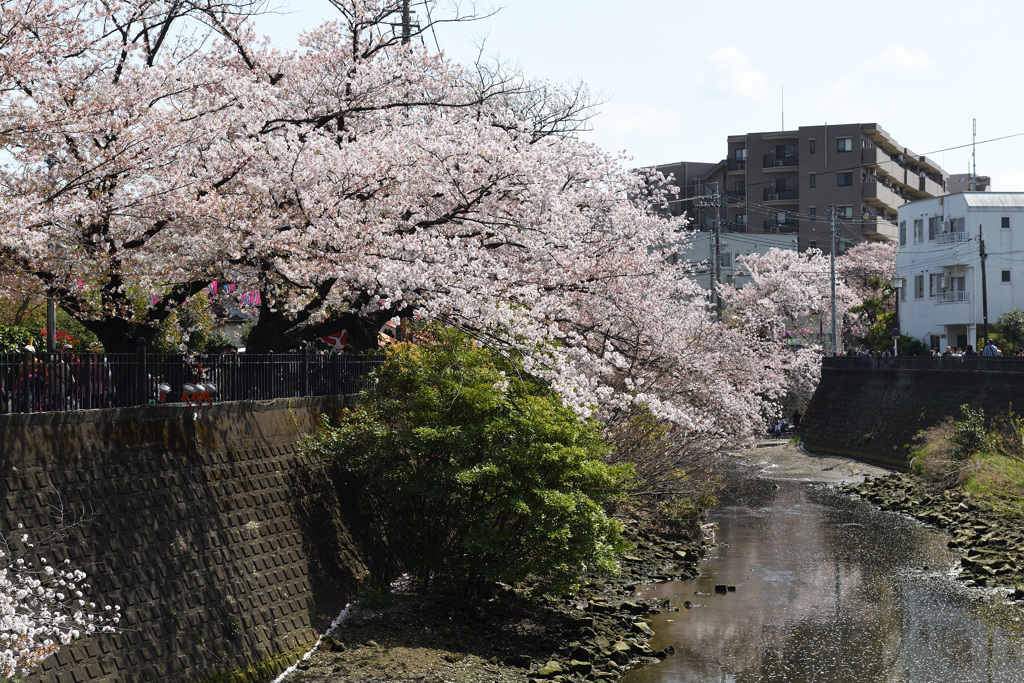 横浜桜巡り2018②