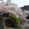 横浜桜巡り2018②