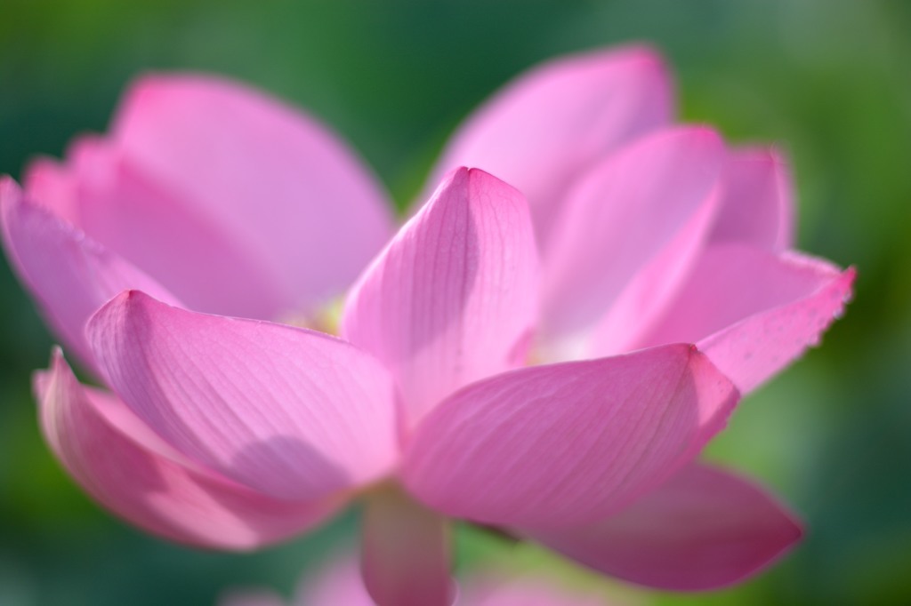 Ancient Lotus④