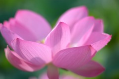 Ancient Lotus④