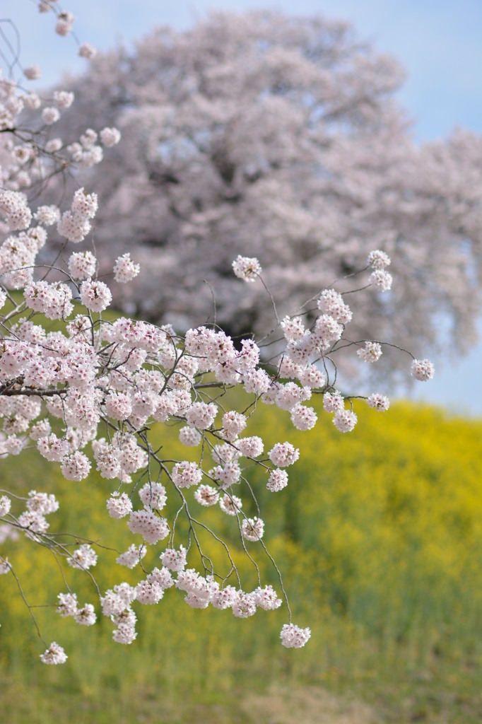地元の桜巡り　～さきたま古墳群～③