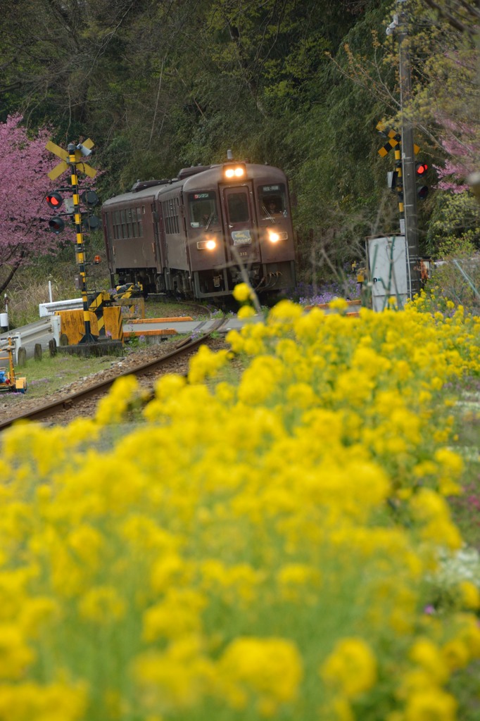 花咲くわ鉄　～上神梅駅～③