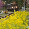 花咲くわ鉄　～上神梅駅～③