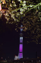 桜舞うスカイツリー①