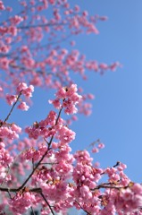 早咲きの桜①