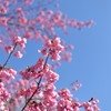 早咲きの桜①