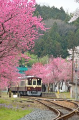 花咲くわたらせ渓谷鐵道